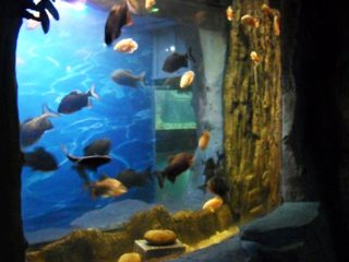 2018 аквариум терезесінің жоғарғы сапалы акрил панелі