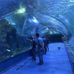 Ашық аквариумдағы туннельдер океанариум жобасы